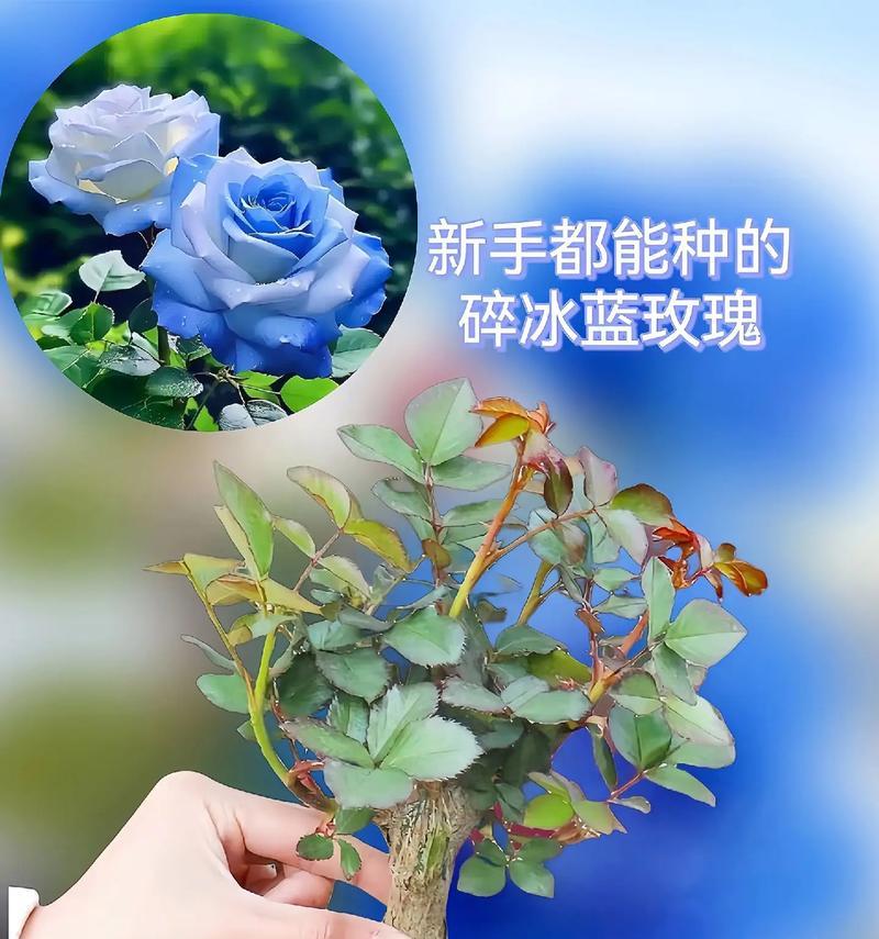 如何种出蓝色的玫瑰花？