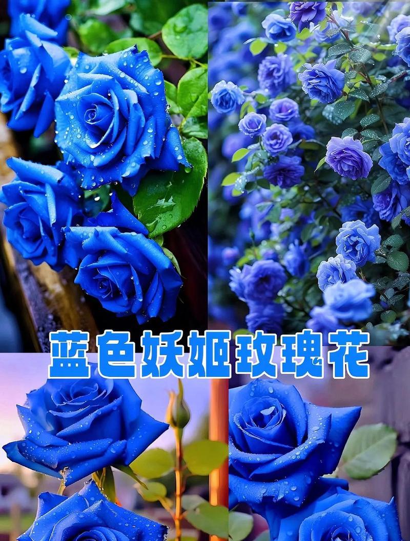 如何种出蓝色的玫瑰花？