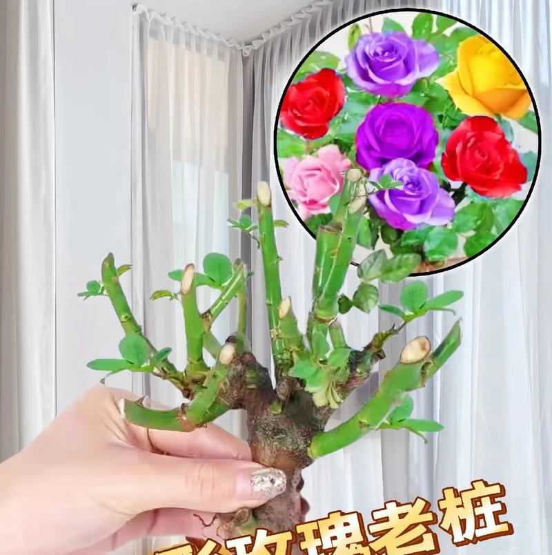 带盆大花玫瑰的养护技巧和常见问题解答？