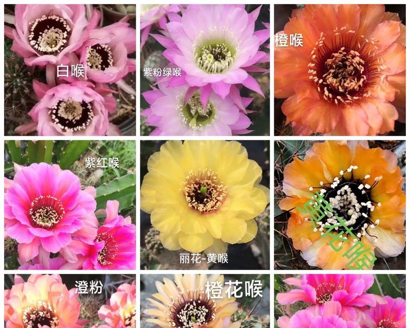 凤羽1号仙人球的花色有哪些？