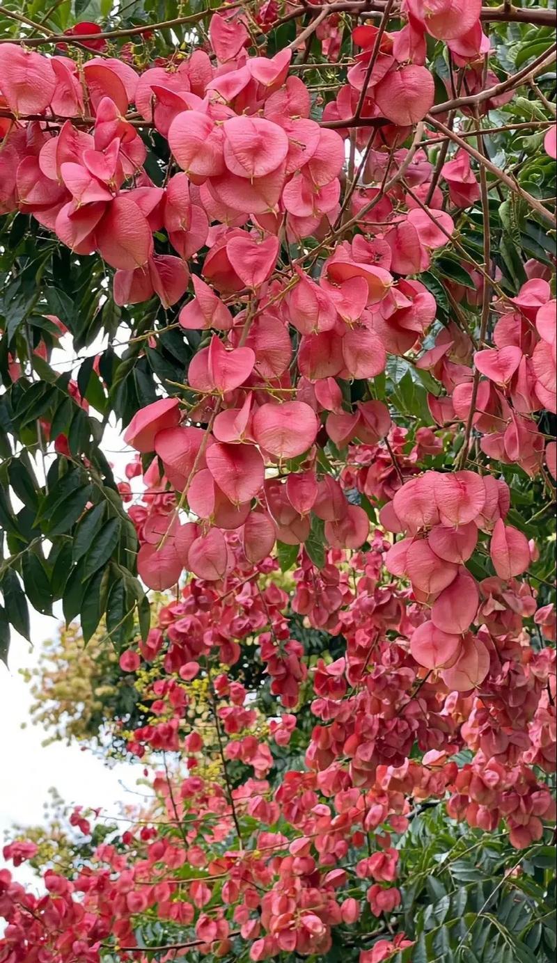 金钱树的花语象征着什么？它在风水中有何意义？
