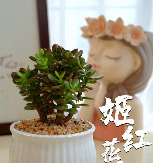 金钱树的花语象征着什么？它在风水中有何意义？