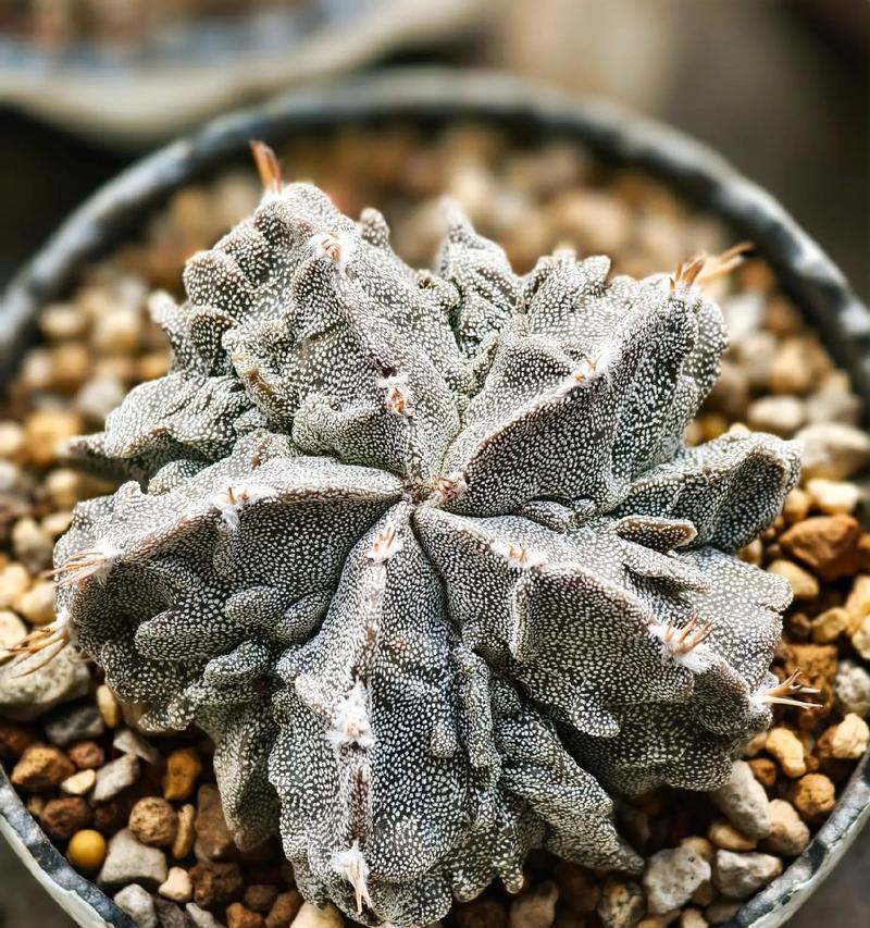 凤羽1号仙人球的花色有哪些？