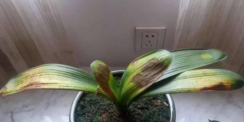 扁扁的植物像君子兰是什么品种？它有何特别之处？