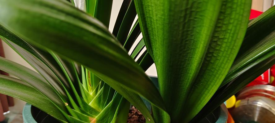 扁扁的植物像君子兰是什么品种？它有何特别之处？