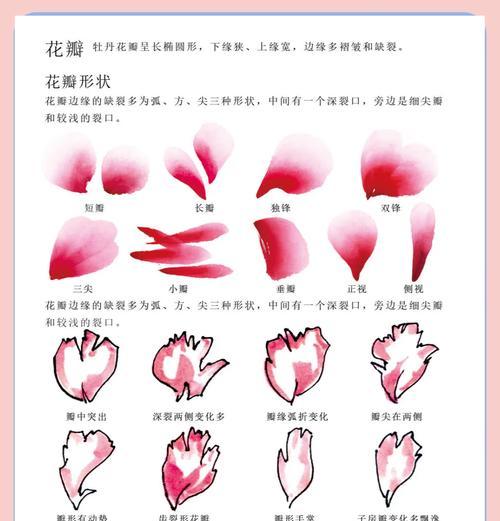 牡丹花的最佳剪枝时间是什么时候？