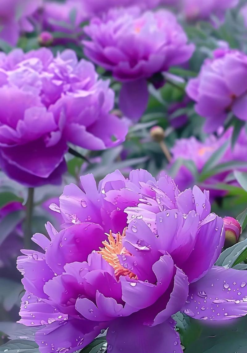 牡丹花的最佳剪枝时间是什么时候？