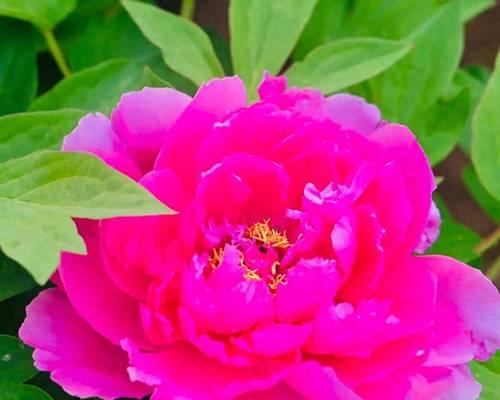 花友们如何正确养护牡丹花？牡丹花的种植与管理技巧有哪些？