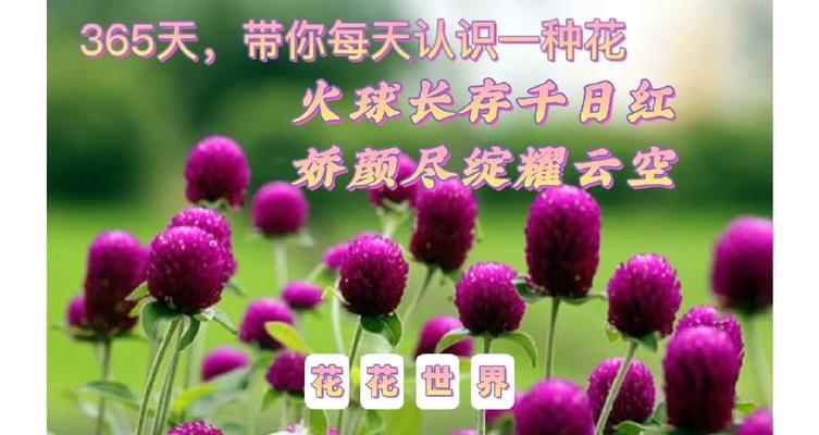 永不灭亡的爱花语有何深层含义？