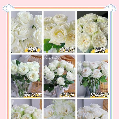 白玫瑰花真正的花苞是什么？如何辨别？