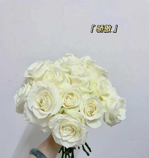 白玫瑰花真正的花苞是什么？如何辨别？