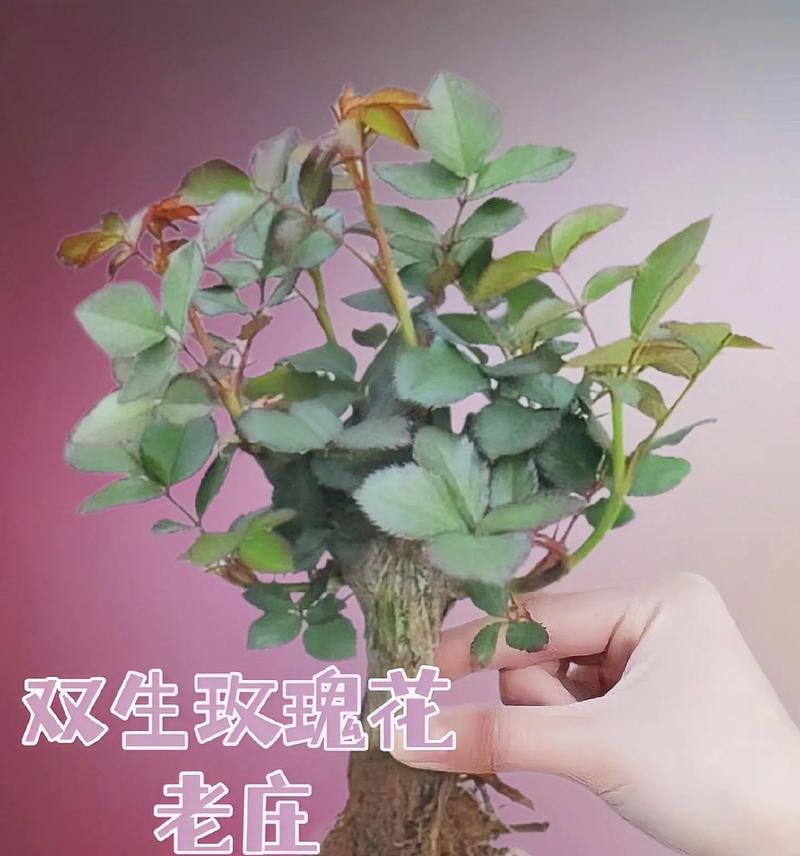 海上庭园中玫瑰花的养护要点是什么？