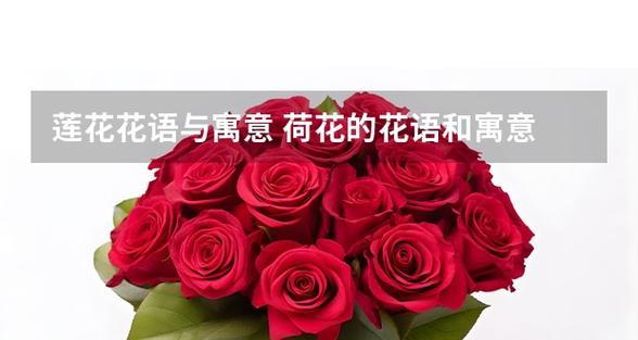 荷花的寓意和花语有哪些？