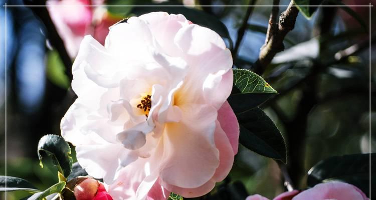 山茶花的样子花语是什么？山茶花的花语有哪些寓意？