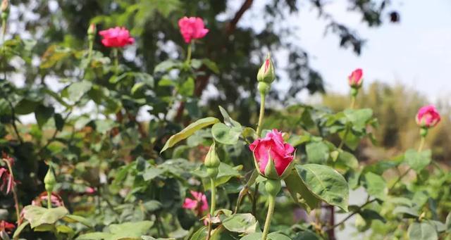 油菜棒玫瑰花的种植方法是什么？如何确保其顺利生长？