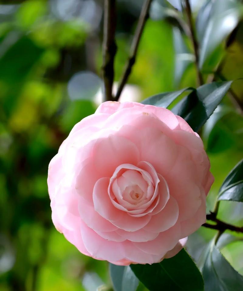 山茶花的样子花语是什么？山茶花的花语有哪些寓意？