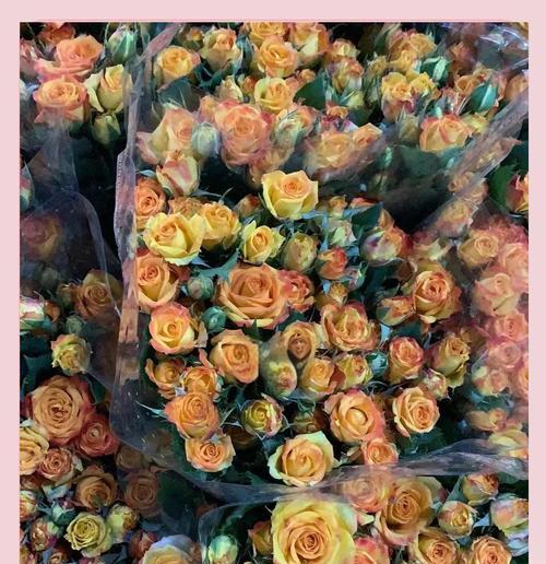 什么是灰玫瑰花语？灰玫瑰代表了哪些情感？