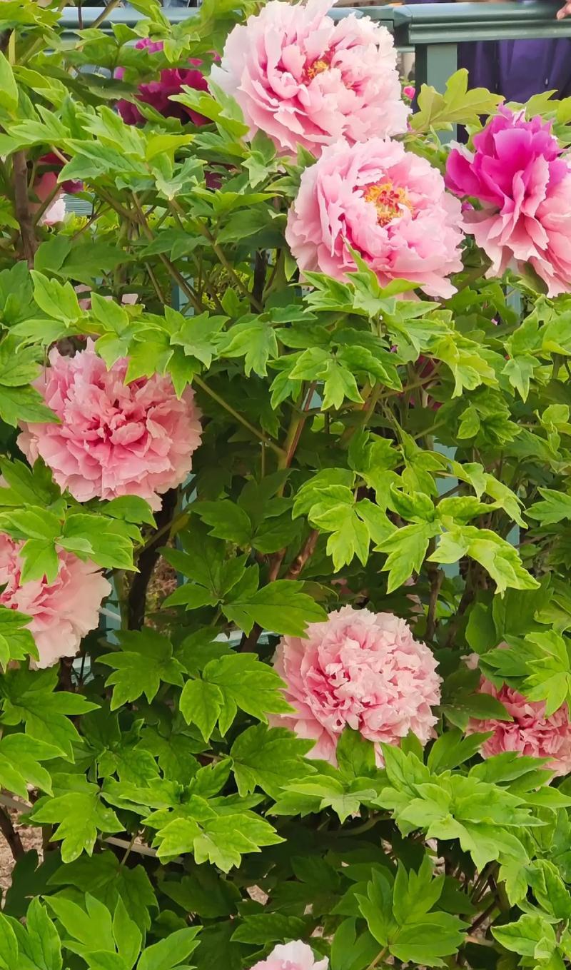 菏泽牡丹花在家如何养护？有哪些常见问题？