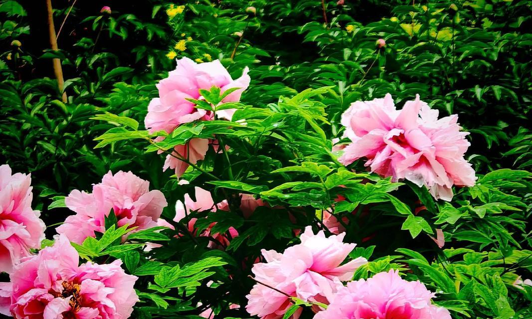 菏泽牡丹花在家如何养护？有哪些常见问题？