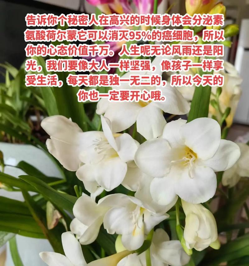 阳光青年的花语代表什么？