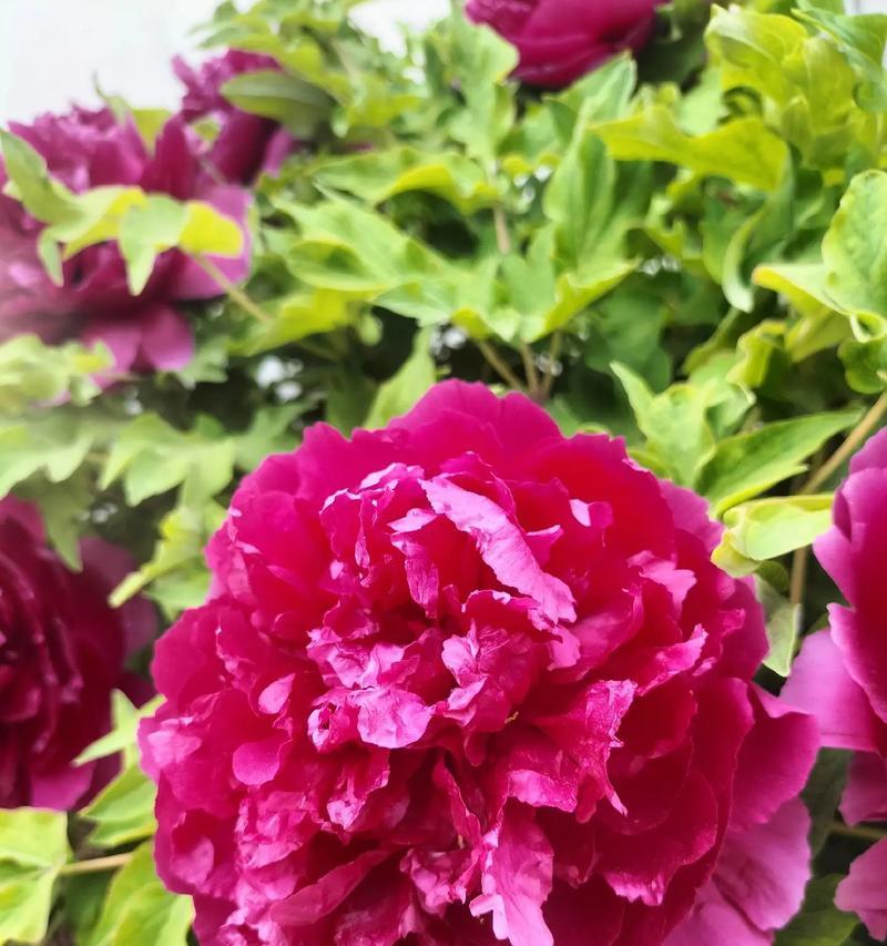 菏泽牡丹花在家如何养护？有哪些常见问题？