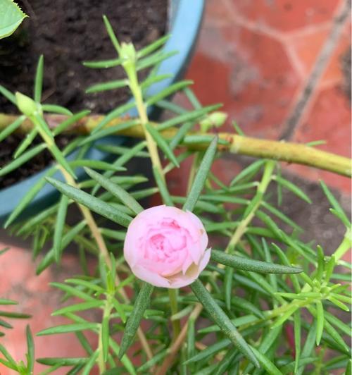 阳光青年的花语代表什么？