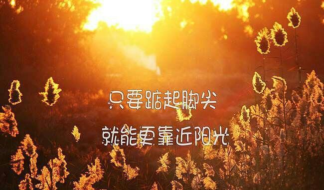 阳光青年的花语代表什么？