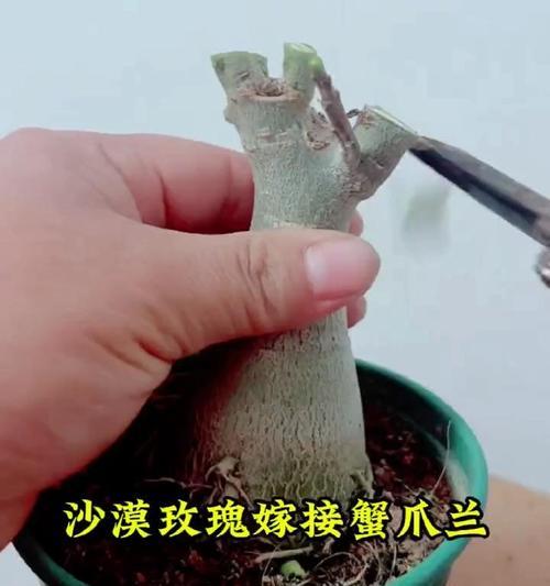 仙人球嫁接蟹爪兰的理想温度是多少？