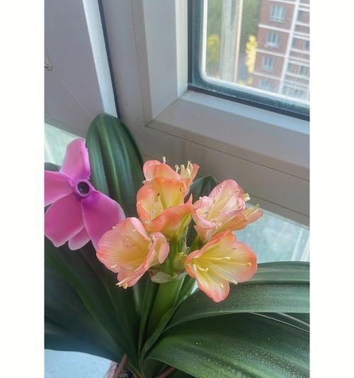 君子兰开花有哪些独特特点？