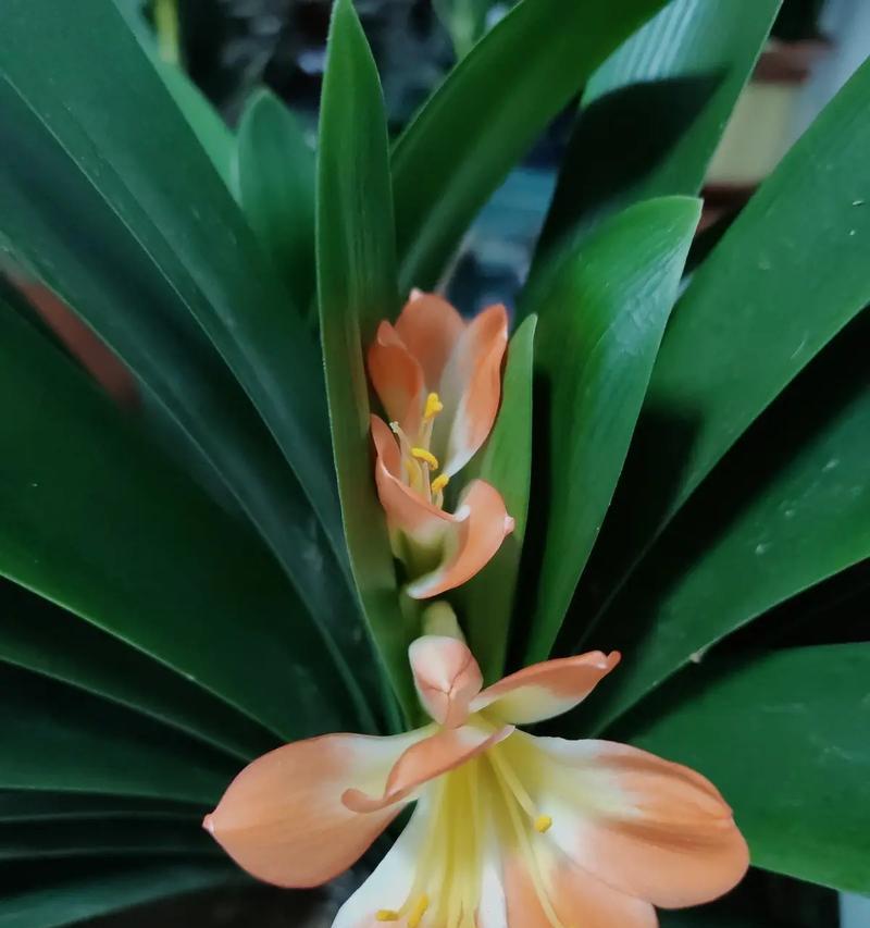 君子兰开花有哪些独特特点？