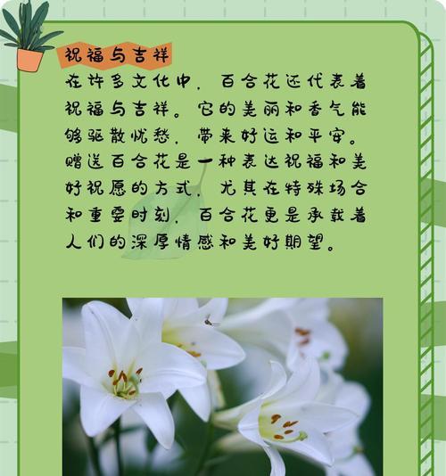 百合花的非传统花语有哪些？