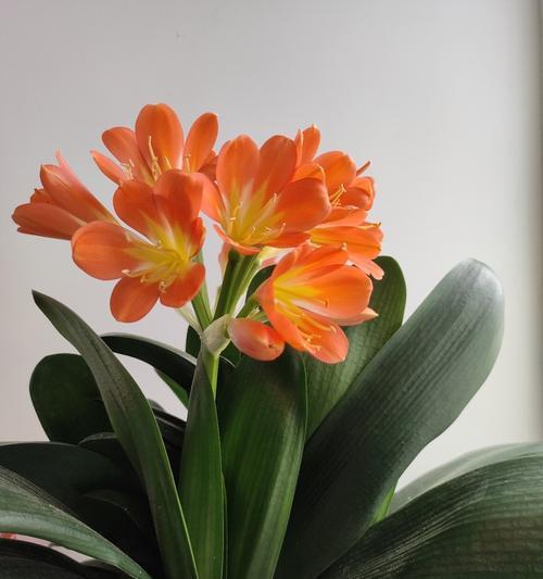 君子兰开花有哪些独特特点？
