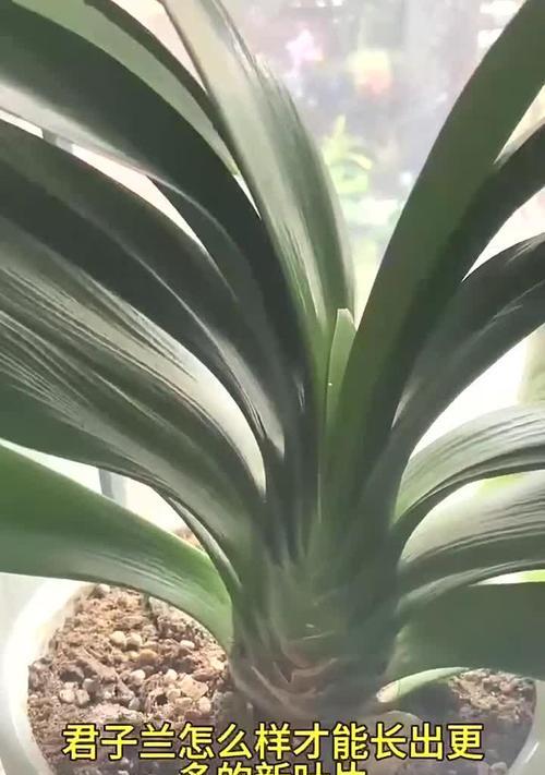 三个叶的君子兰小苗管理方法是什么？