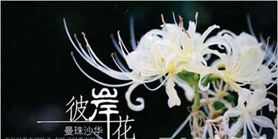 表达渴望团圆的花语有哪些？
