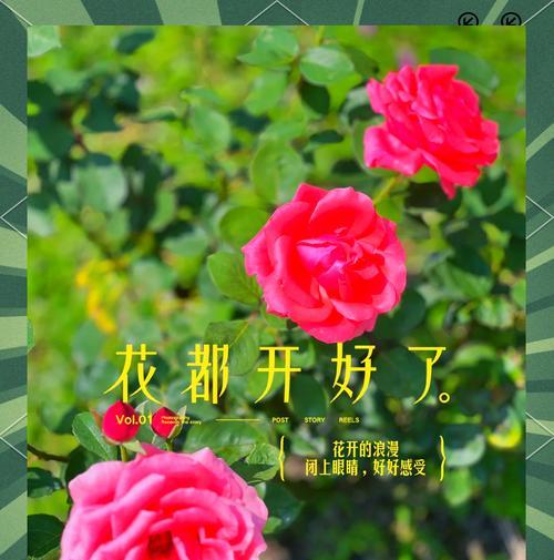 表达渴望团圆的花语有哪些？