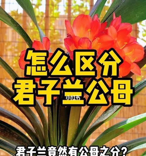 土豆水能促进君子兰多开花吗？具体做法是什么？