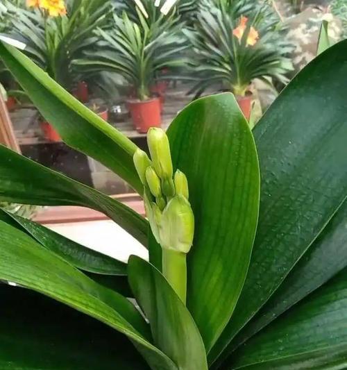 土豆水能促进君子兰多开花吗？具体做法是什么？