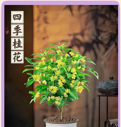 四季花语敲锣打鼓有何特别含义？
