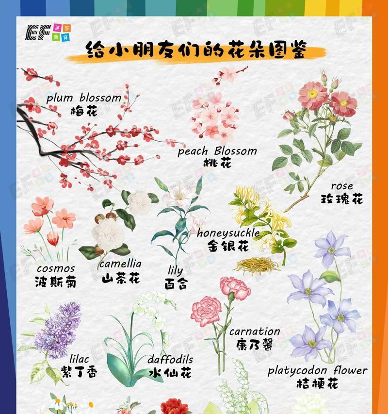 四季花语敲锣打鼓有何特别含义？