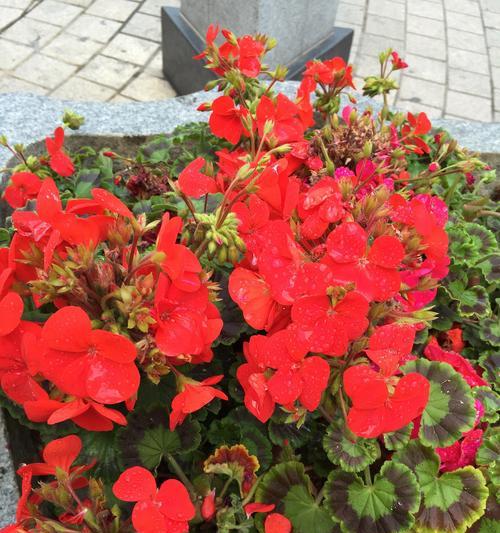四季花语敲锣打鼓有何特别含义？