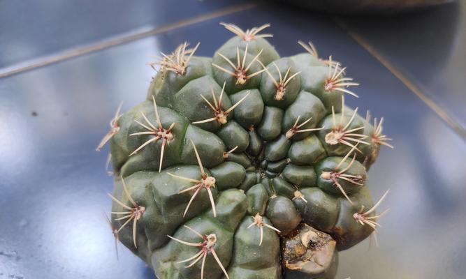 迷你仙人球的栽培技巧有哪些？