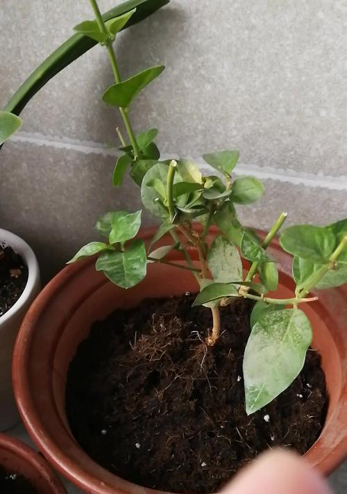 迷你仙人球的栽培技巧有哪些？