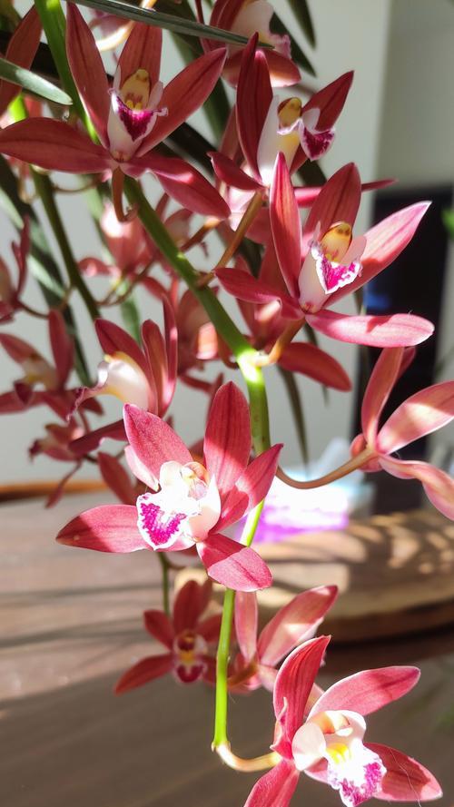 兰花的花语和寓意是什么？兰花代表了哪些意义？