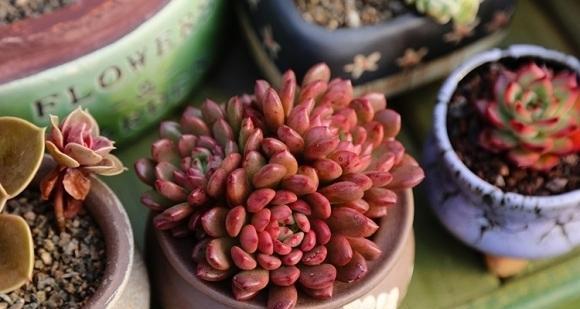 红蝶多肉的花语和寓意是什么？红蝶多肉养护技巧有哪些？