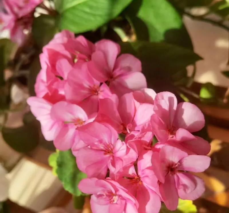 病态审美的花语代表什么含义？