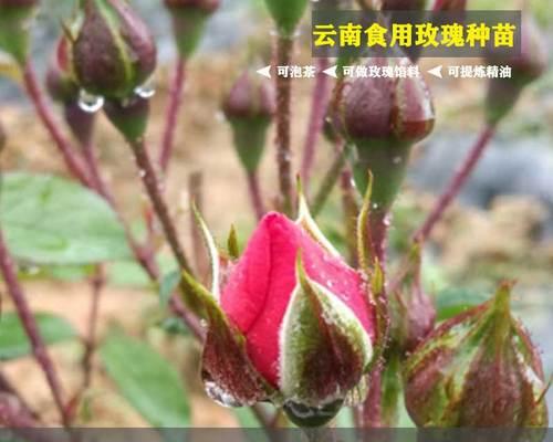 云南玫瑰花饼花苗怎么种植？需要注意哪些事项？