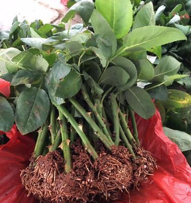 云南玫瑰花饼花苗怎么种植？需要注意哪些事项？