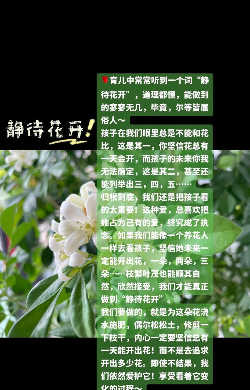 表达担待与宽容的花语有哪些？