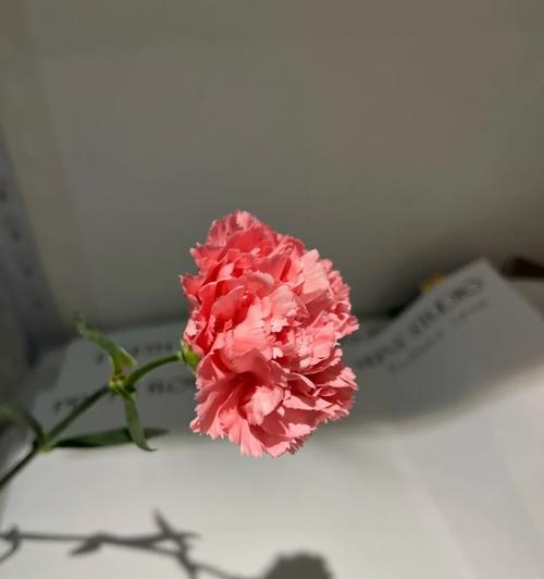表达担待与宽容的花语有哪些？