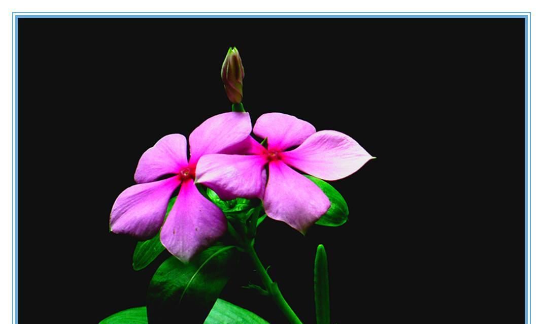 四季梅的花语含义有哪些？